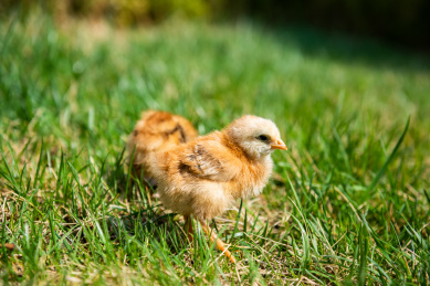 在草地上玩耍的小鸡