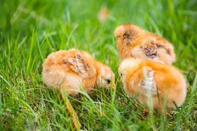 在草地上玩耍的小鸡