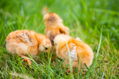 在草地上玩耍的小鸡