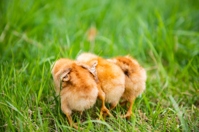 在草地上玩耍的小鸡