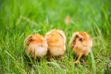 在草地上玩耍的小鸡