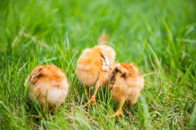 在草地上玩耍的小鸡