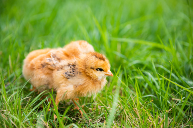 在草地上玩耍的小鸡