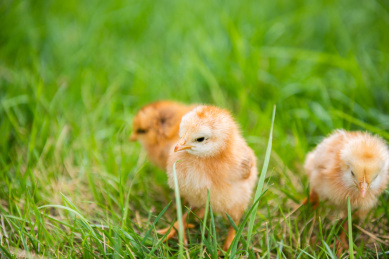 在草地上玩耍的小鸡