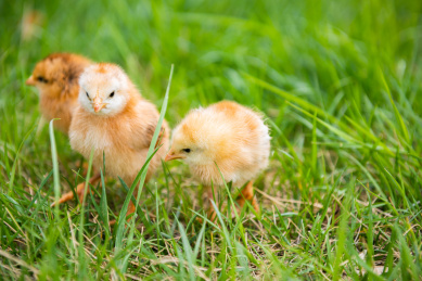 在草地上玩耍的小鸡