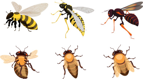 各种蜜蜂