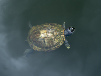 在水里游泳的乌龟