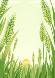 小满节气绿色麦子插画