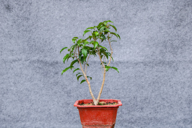 佛教神树智慧树菩提榕