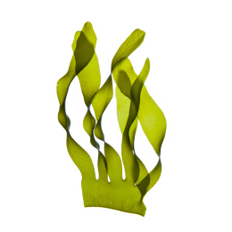 舞动的绿色裙带菜海藻素材