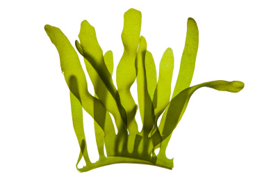 白底上的绿色裙带菜海藻素材