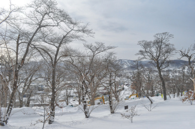 冬天日本北海道小樽郊外的树林