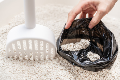 主人正在把结团猫砂装进塑料袋