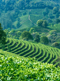 云南峨山云茶山庄高山茶园茶树