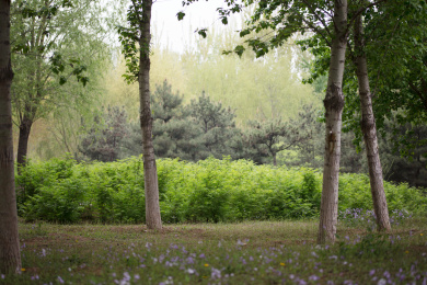 春天公园里各种植物生长中的环境