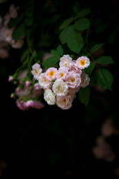 初夏时节盛开的蔷薇花