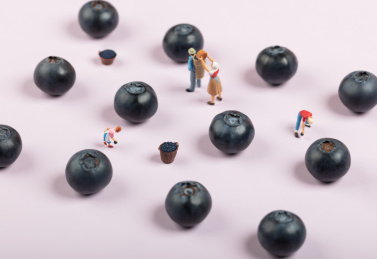 儿童收获紫色背景饱满的大蓝莓