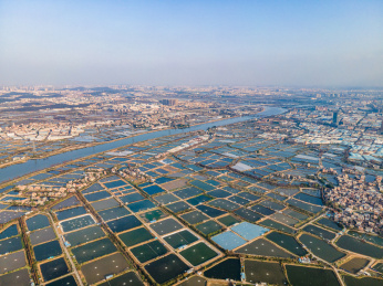 航拍佛山顺德桑基鱼塘农业景观
