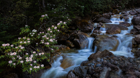 四川甘孜州深山溪流高山杜鹃