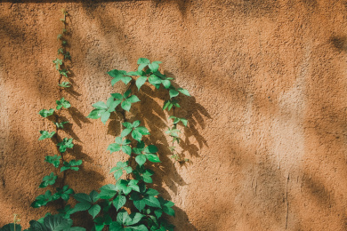 阳光下的爬墙虎