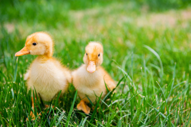 在草地上玩耍的小鸭