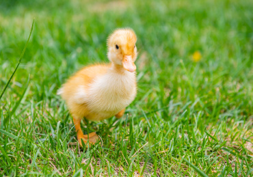 在草地上玩耍的小鸭