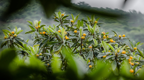 枇杷树枝头挂满了熟透的枇杷