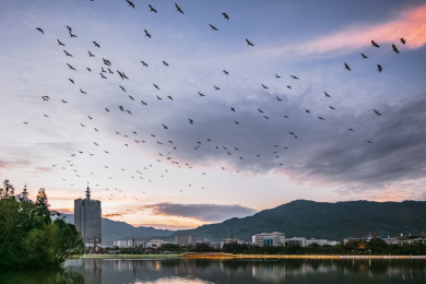 暮色黄昏天空自由飞翔的白鹭鸟群
