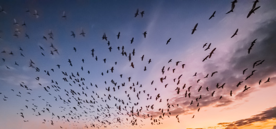 暮色黄昏天空自由飞翔的白鹭鸟群