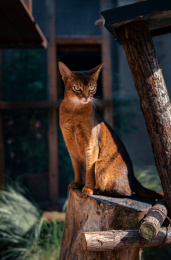 阿比西尼亚猫蹲坐在树桩上目光犀利邪魅