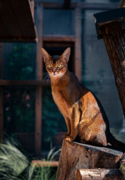 阿比西尼亚猫蹲坐在树桩上目光犀利邪魅