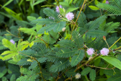 公园里大面积的含羞草草丛