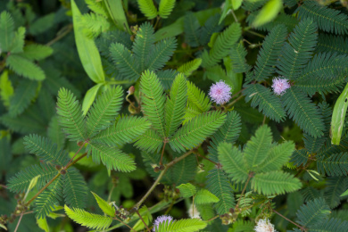 公园里大面积的含羞草草丛