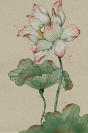 水彩风格插画荷花