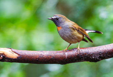 野生鸟类橙胸姬鹟特写