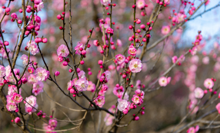 南京中山陵红楼艺文苑