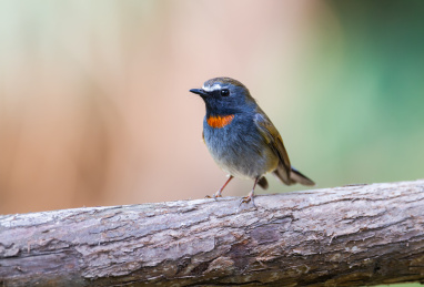 野生鸟类橙胸姬鹟特写