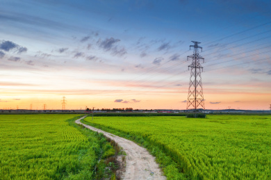 蓝天白云下的稻田地