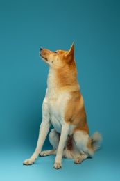 正侧面坐立扭头看向高处的狗田园犬柴犬