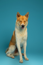 正侧面坐立打瞌睡的狗田园犬柴犬