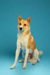 一只眼神往高处看的中华田园犬柴犬