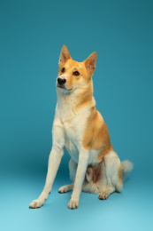 坐着眼神往高处看的中华田园犬柴犬