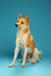 眼神往高处看的中华田园犬柴犬