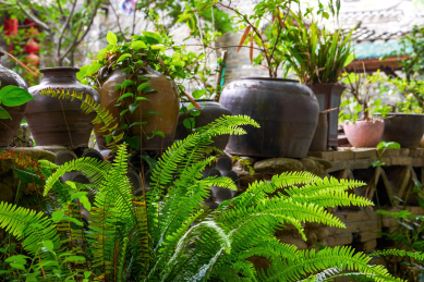 中国农村室外放置的酒坛子特写