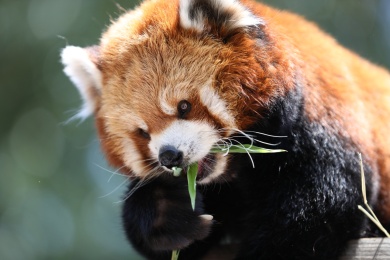 北京野生动物园小熊猫