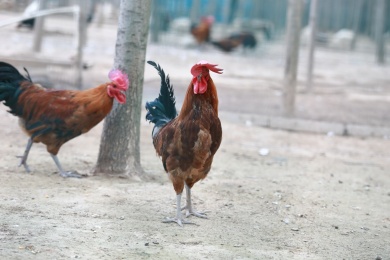 农家散养鸡公鸡