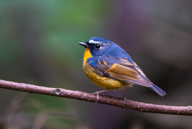野生鸟类棕胸蓝姬鹟特写