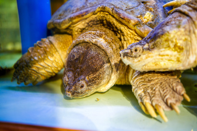两只巨大的甲鱼鳖特写，水鱼