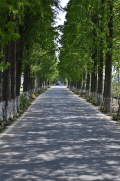 乡间公路