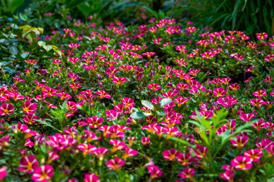 一丛带金边的牵牛花盛开特写